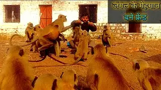 घर कि चपाती खानें Monkeyo का झुंड मेरे घर आ गया 💕 बेजुबानों का प्रेम अद्भुत होता है 🐒 #Monkey