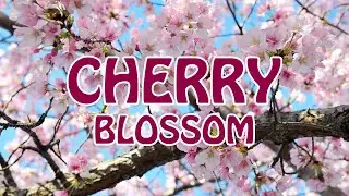 Cherry Blossom 🌸 in Europe | Walking On The Planet