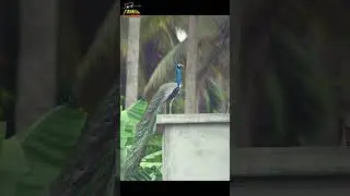 Peacock with deep ambient   🦚🦚🦚