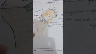 Hip joint and knee joint #anatomy #ayurved #humananatomy #drawing #neet#medicalbiochemistry #biology
