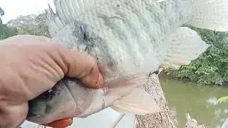 Maganda ang bwenamano sa taon nato 2026 mamaw agad ayos!!! #ALVARANFISHHUNTER!!! #tiksayfishing!!!