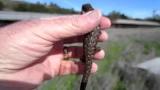 Brian Gundy Goes Herping In February ?