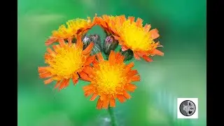 &Eacute;pervi&egrave;re orang&eacute;/Orange Hawkweed (Pilosella aurantiaca)