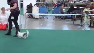International Dogshow CACIB Bratislava 24.10.2015