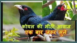 Kuel birds cry on winter and summer season.#films sor। short beta video