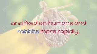 Derradj Lotfi:The brown dog tick Rhipicephalus sanguineus