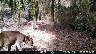 Test fototrappola economica Wolfang WT01 Full HD giorno 15 fps