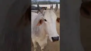मेरी प्यारी गईया 🥰#gauseva #gaai #animals #gaumata #cow #trending #shorts #ytshorts #babycow #viral