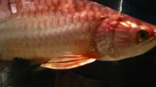 Jardini 2010