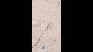 Ants with their eggs and the rain