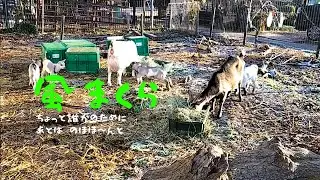 風まくら｜ちょっと誰かのために、あとは のほほ～んと｜ヤギと鳥たち