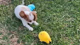 Loving Cavalier King Charles Spaniel Puppy Jerri   SD 480p