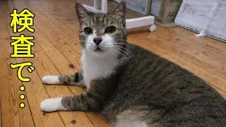 元気なのに？13歳の愛猫｜定期検診で分かった腎臓病のこと