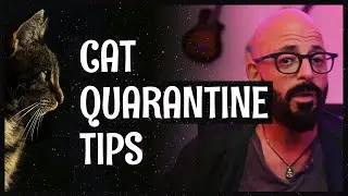 How to deal with and enjoy quarantine with your cats during COVID-19