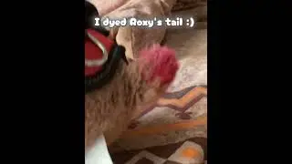 I dyed Roxy's tail :) #essa #emotionalsupportstuffedanimal 
