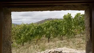 &Ouml;kologische Weine aus Spanien: ein wachsender Trend