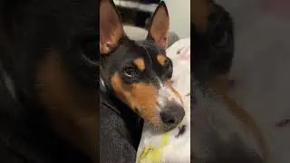 Beautiful Basenji Zulu #barkless
