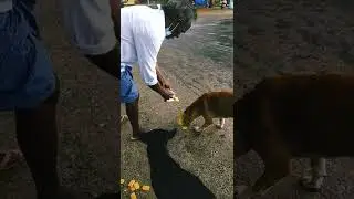 human love never ends.#shorts #entertainment #love #dog #humanlove
