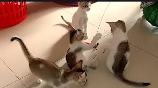 বিড়ালের বাচ্চার potty training করাতে হয় এভাবে #cutecat #cutekittens#pottyTrain#cute#bd #funnyvdoes