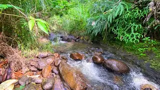 Relaxing Water Sounds with Soothing Stream Over Smooth & Dark River Stones to Instant Beat Insomnia