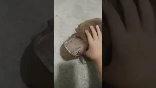 brown tortoise (five nights at F's