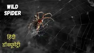 Wild Spider हिन्दी डॉक्यूमेंट्री | Wild animals documentary in Hindi