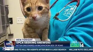 MOCO LOST KITTY INVESTIGATION