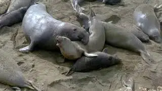 Elephant seal assaults a female and crushes a baby at the same time