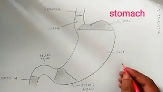 how to draw stomach anatomy