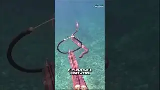 Sea Snakes Are Venomous Than Cobra