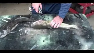 Cleaning catfish with electric fillet knife
