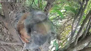 Baby birds growing up