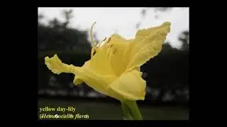 Plant Families 1a Liliaceae lecture