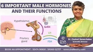 6 Important Male Hormones || Fertility Tips || Dr C Suvarchalaa || ZIVA Fertilityy