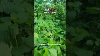 Our chaos garden - a pollinator habitat