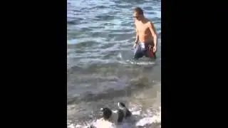 Playa figuretas  ibiza . Mulder shitzu(2)
