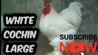 White Cochin Large Fowl Chickens