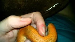 Eryx johnii, Indian sand boa thinks I'm food