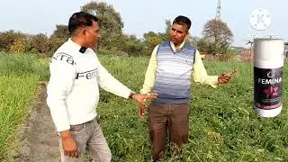  Femina ka matalab Jabarjasti fruit setting
