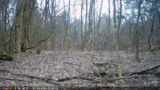 Squirrels, cats, a bunny, and a 'coon