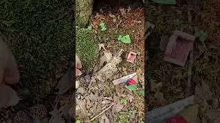 Barren River Lake State Park. I found a weird print.
