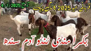 Tando Adam Bakra Mandi||2025Eid ka Bakre Latest Update
