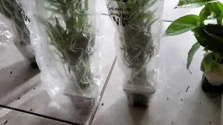 Unboxing Hirt's Garden plant Haul