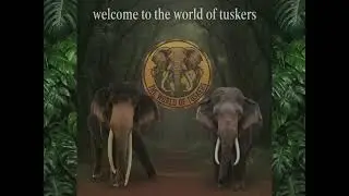 Tusks Up! 🐘 The Tusker Era Starts NOW! #shorts