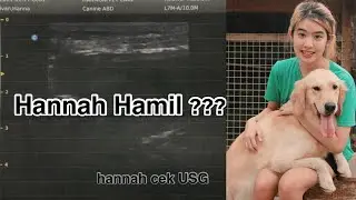 Hannah hamil ??? , habis cek USG !!, (cek USG anjing) , Golden retriever USG