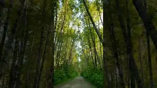 #bc #canada #refreshing #relaxing #nature #forest