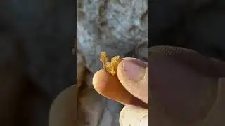 Quartz crystal digging on Vancouver island