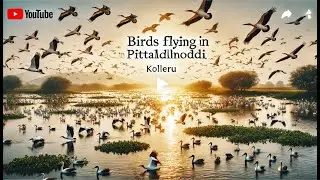 Kolleru // Pittaladhoddi