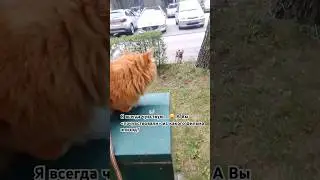 Cat Leon❤️. Zawsze czuję. Я всегда чувствую. #cat #видосыоткота #cute #catleon #kitten #funny #kot