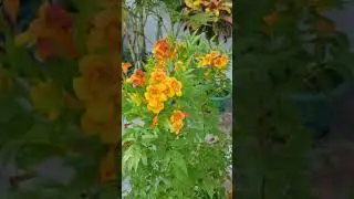 Tecoma : flowering shrub #shorts #tecoma #gardening #gardeningtips #flowers #flowerplant #ytshorts 🌿